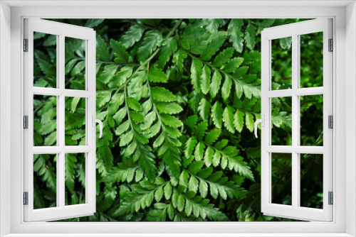 Fototapeta Naklejka Na Ścianę Okno 3D - vintage image style on green leaves with dark tone background