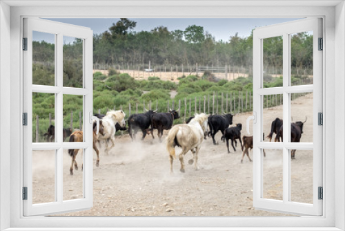 Fototapeta Naklejka Na Ścianę Okno 3D - White horses and bullfighting black bulls runs. Camargue Park on delta Rhone River, France