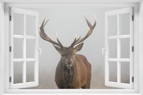 Fototapeta Naklejka Na Ścianę Okno 3D - One-eyed Red Deer stag portrait (Cervus elaphus) head on. Misty morning