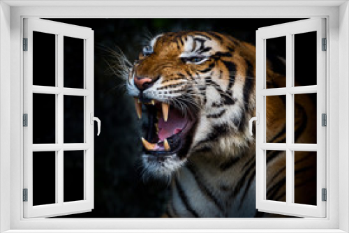 Fototapeta Naklejka Na Ścianę Okno 3D - Close up tiger.