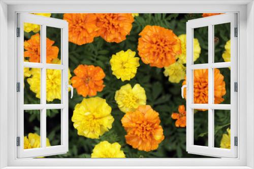 Fototapeta Naklejka Na Ścianę Okno 3D - kwiaty w ogrodzie - piękne pomarańczowe i żółte byczki