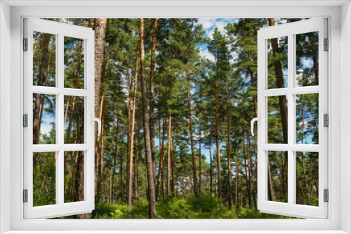 Fototapeta Naklejka Na Ścianę Okno 3D - green pine forest with tall trees