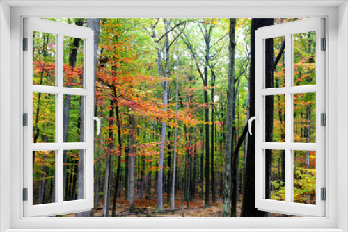 Fototapeta Naklejka Na Ścianę Okno 3D - Colorful trees