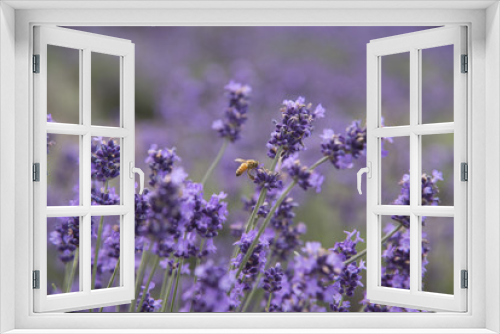 Fototapeta Naklejka Na Ścianę Okno 3D - beautiful bee and violet lavender flower field in garden.