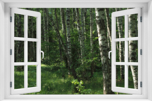 Fototapeta Naklejka Na Ścianę Okno 3D - Wild summer forest panorama in Russia