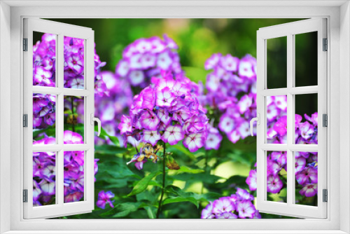 Fototapeta Naklejka Na Ścianę Okno 3D - Phlox purple flower.