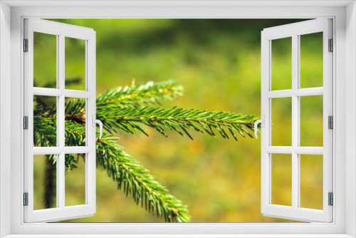 Fototapeta Naklejka Na Ścianę Okno 3D - Branch of spruce