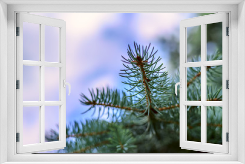 Fototapeta Naklejka Na Ścianę Okno 3D - Spruce blue branch