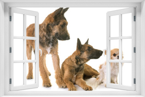 Fototapeta Naklejka Na Ścianę Okno 3D - puppies belgian shepherd laekenois and chihuahua