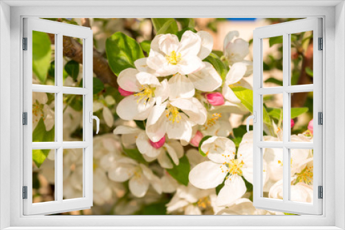 Fototapeta Naklejka Na Ścianę Okno 3D - Spring blooming tree. Beautiful apple flowers on branch, close-up.
