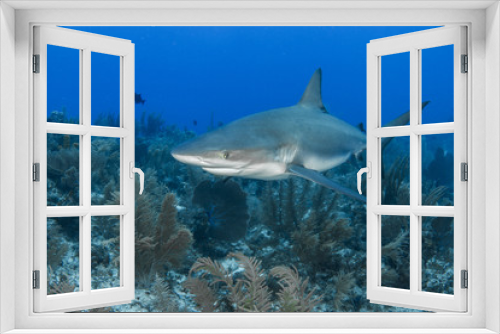 Fototapeta Naklejka Na Ścianę Okno 3D - Caribbean Reef Shark