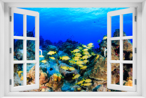 Fototapeta Naklejka Na Ścianę Okno 3D - Colorful tropical fish on a coral reef
