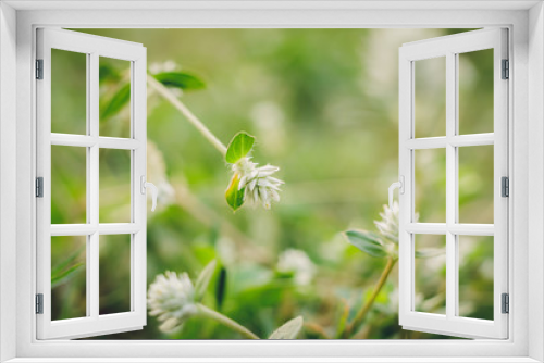 Fototapeta Naklejka Na Ścianę Okno 3D - Flower grass