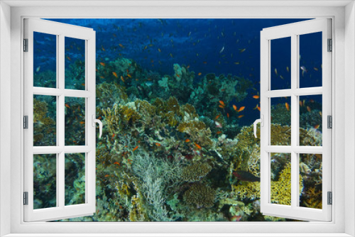 Fototapeta Naklejka Na Ścianę Okno 3D - School of sea goldie fish swim over the fire coral garden in shaab abu nuhas