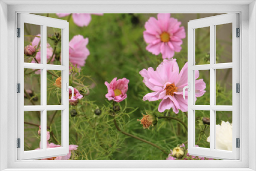 Fototapeta Naklejka Na Ścianę Okno 3D - pink flowers 2