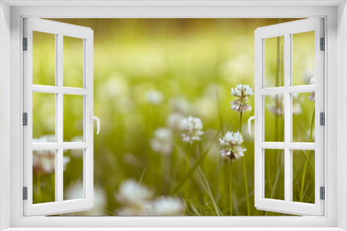 Fototapeta Naklejka Na Ścianę Okno 3D - White Flowers Field 