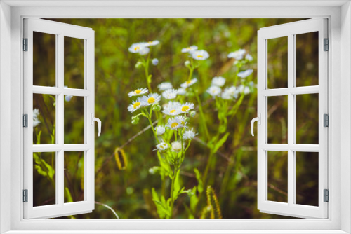Fototapeta Naklejka Na Ścianę Okno 3D - Grass vegetations