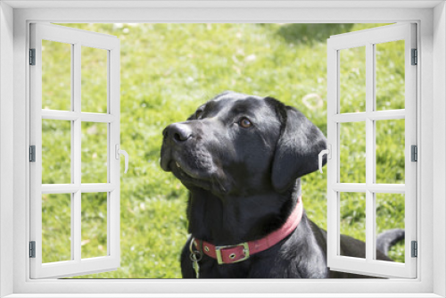 Fototapeta Naklejka Na Ścianę Okno 3D - Black Labrador in front of Grassy Background
