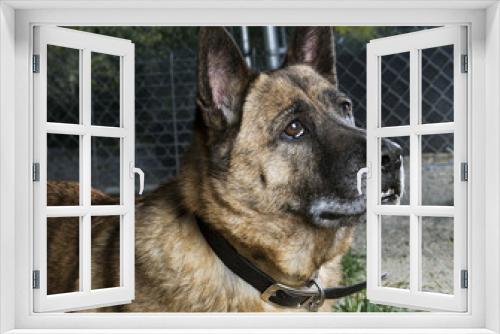 Fototapeta Naklejka Na Ścianę Okno 3D - German Shepherd Mix Dog Looking Up