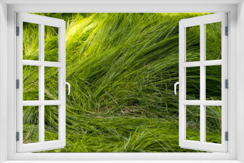 Fototapeta Naklejka Na Ścianę Okno 3D - background of green grass