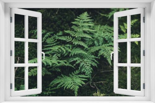 Fototapeta Naklejka Na Ścianę Okno 3D - Grüner Farn im Wald