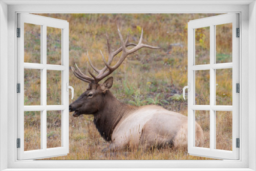 Fototapeta Naklejka Na Ścianę Okno 3D - Elk of The Colorado Rocky Mountains