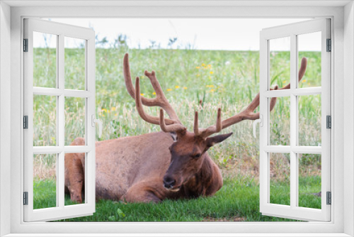 Fototapeta Naklejka Na Ścianę Okno 3D - Elk of The Colorado Rocky Mountains