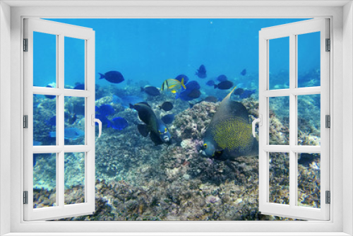 Fototapeta Naklejka Na Ścianę Okno 3D - Fish