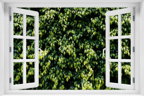 Fototapeta Naklejka Na Ścianę Okno 3D - Green ivy texture