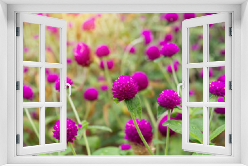 Fototapeta Naklejka Na Ścianę Okno 3D - globe amaranth Flower