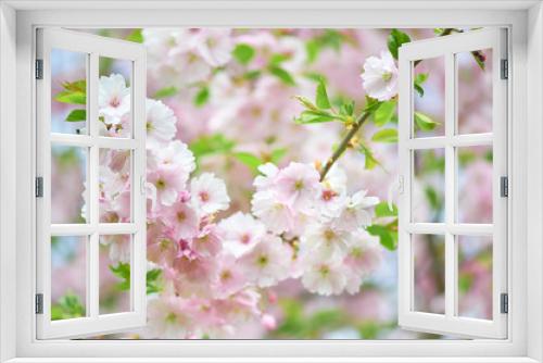 Fototapeta Naklejka Na Ścianę Okno 3D - The late varieties of Japanese Sakura that grow in northern Europe