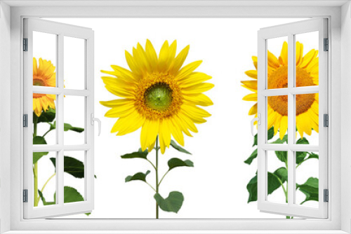 Fototapeta Naklejka Na Ścianę Okno 3D - Sonnenblumen auf weissem Hintergrund