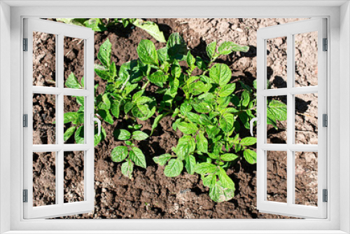 Fototapeta Naklejka Na Ścianę Okno 3D - Young potato plant growing on the soil
