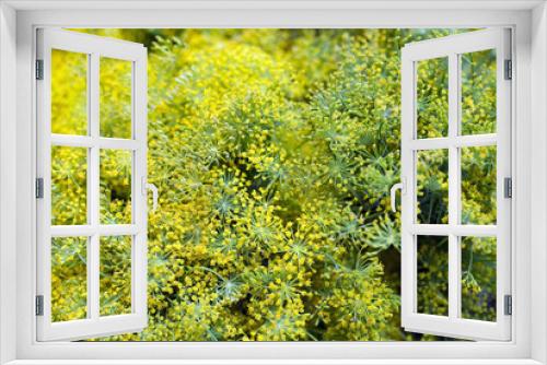 Fototapeta Naklejka Na Ścianę Okno 3D - Flowering dill herbs plant in the garden