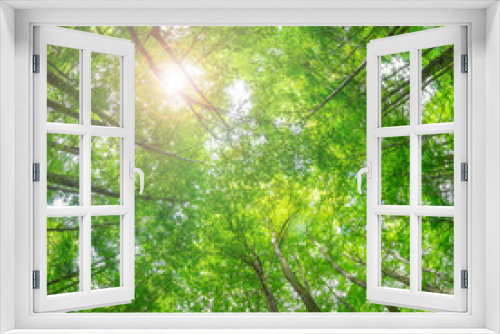 Fototapeta Naklejka Na Ścianę Okno 3D - Grünes Blätterdach
