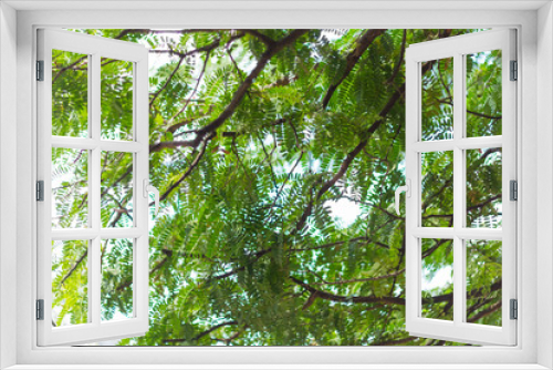 Fototapeta Naklejka Na Ścianę Okno 3D - Nature green bokeh and blur leaf branch abstract texture background