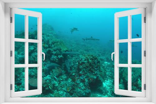 Fototapeta Naklejka Na Ścianę Okno 3D - Whitetip Reef Sharks hunting on a coral reef.