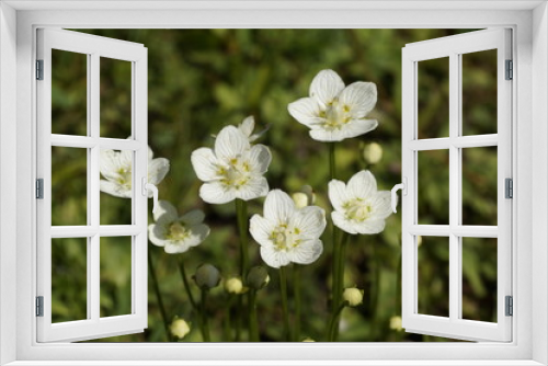 Fototapeta Naklejka Na Ścianę Okno 3D - Studentenröschen - Parnassia palustris