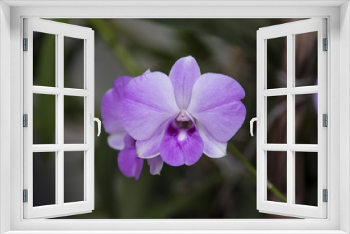 Fototapeta Naklejka Na Ścianę Okno 3D - Purple Orchids with selective focus technique