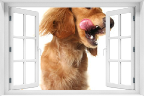 Fototapeta Naklejka Na Ścianę Okno 3D - Dachshund tongue