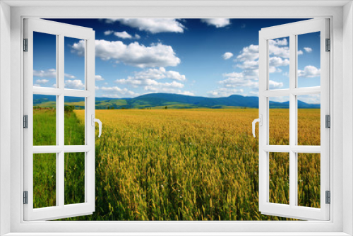 Fototapeta Naklejka Na Ścianę Okno 3D - Wheat field against a blue sky