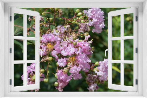 Fototapeta Naklejka Na Ścianę Okno 3D - lavendar flower