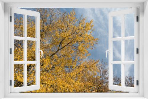 Fototapeta Naklejka Na Ścianę Okno 3D - Golden willow trees