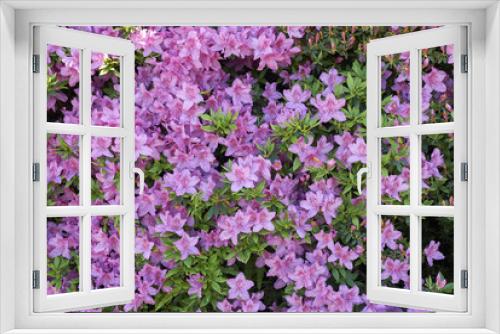 Fototapeta Naklejka Na Ścianę Okno 3D - pink Azalea
