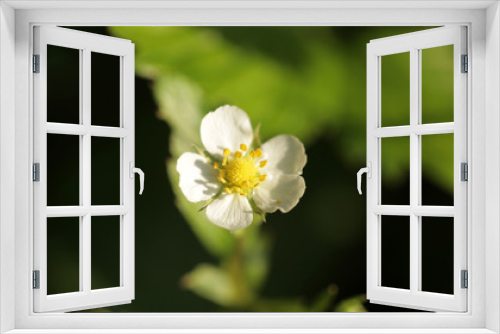 Fototapeta Naklejka Na Ścianę Okno 3D - kwiat poziomki