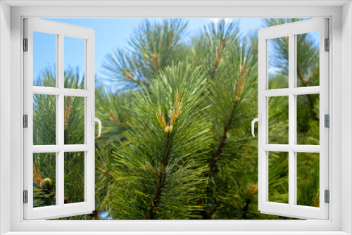 Fototapeta Naklejka Na Ścianę Okno 3D - Green fluffy pine branch in Montreal, Canada.