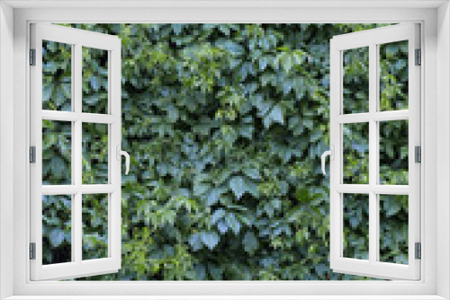 Fototapeta Naklejka Na Ścianę Okno 3D - Climbing Plant