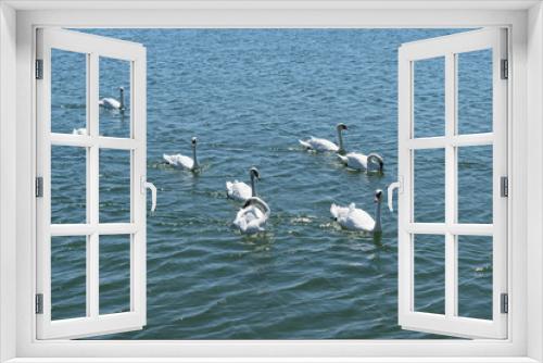 Fototapeta Naklejka Na Ścianę Okno 3D - group of white swans swims on blue sea water