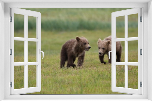 Fototapeta Naklejka Na Ścianę Okno 3D - Two Grizzly Bear (Ursus arctos) cubs running and playing, Alaska Katmai National Park, Hallo Bay