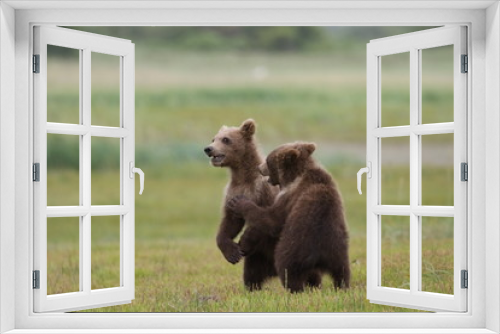 Fototapeta Naklejka Na Ścianę Okno 3D - Stehende Grizzly Bären Kinder halten Ausschau